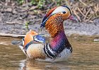 1) Mandarin Duck.jpg